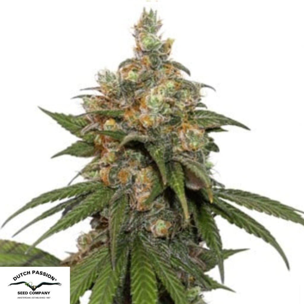HiFi 4G - Dutch Passion Cannabissamen kaufen