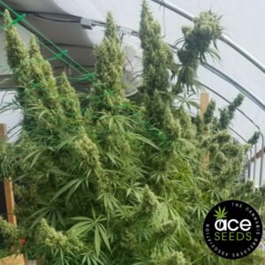 Honduras Ace Seeds Cannabis Samen Produktbild
