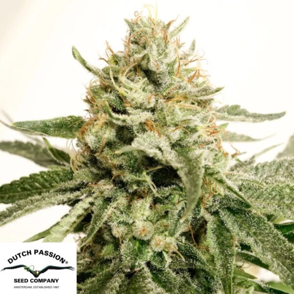 Ice Cream Haze - Dutch Passion Cannabissamen kaufen