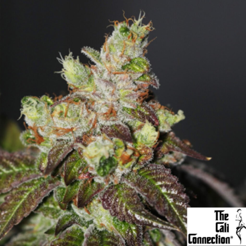 Island Punch - The Cali Connection Cannabis Samen Produktbild