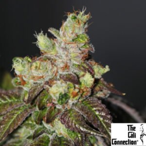 Island Punch - The Cali Connection Cannabis Samen Produktbild