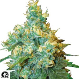 Jack Herer - Sensi Seeds Cannabissamen kaufen