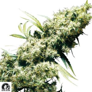 Jamaican Pearl - Sensi Seeds Cannabissamen kaufen