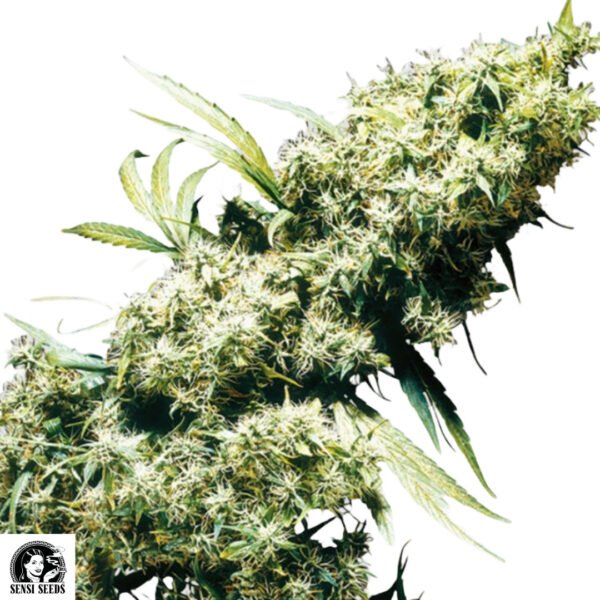 Jamaican Pearl - Sensi Seeds Cannabissamen kaufen