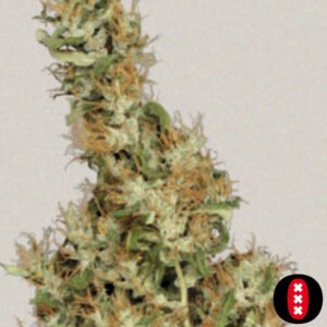 Kali Mist - Serious Seeds Cannabis Samen Produktbild