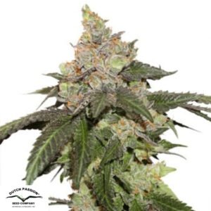 Kerosene Krash - Dutch Passion Cannabissamen kaufen