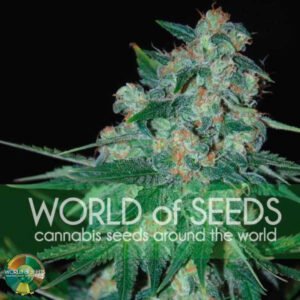 Ketama - World of Seeds Cannabissamen kaufen