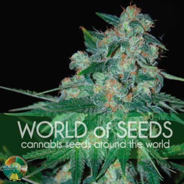 Ketama - World of Seeds Cannabissamen kaufen