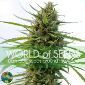 Kilimanjaro - World of Seeds Cannabissamen kaufen