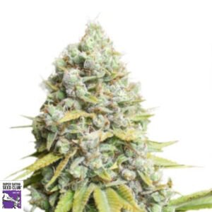 Kosher Haze - Super Sativa Seed Club Cannabis Samen Produktbild