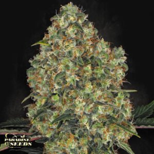 L.A. Amnesia - Paradise Seeds Cannabissamen kaufen
