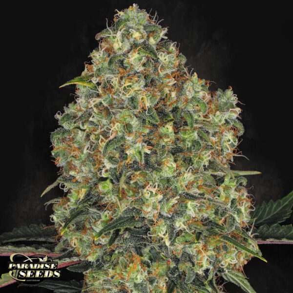 L.A. Amnesia - Paradise Seeds Cannabissamen kaufen