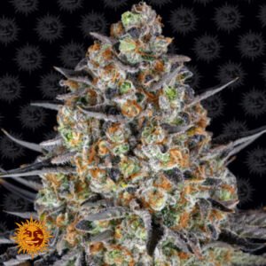 L.S.D - Barneys Farm Cannabissamen kaufen