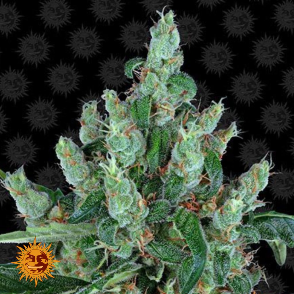 Laughing Buddha - Barneys Farm Cannabissamen kaufen