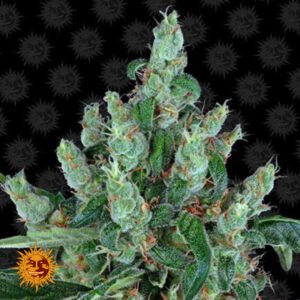 Laughing Buddha - Barneys Farm Cannabissamen kaufen