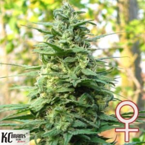 Leda Uno - KC Brains Cannabissamen kaufen
