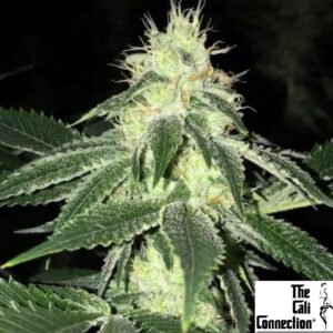 Lemon Tart - The Cali Connection Cannabis Samen Produktbild