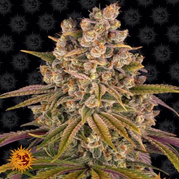 Lemon Tree - Barneys Farm Cannabissamen kaufen