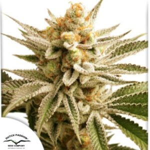 Lemon Z - Dutch Passion Cannabissamen kaufen