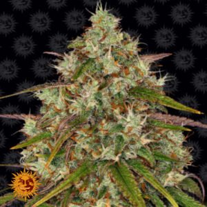 Liberty Haze - Barneys Farm Cannabissamen kaufen