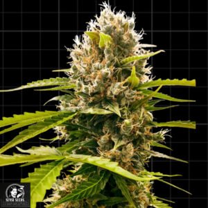 Mandarin Punch - Sensi Seeds Research Cannabissamen kaufen