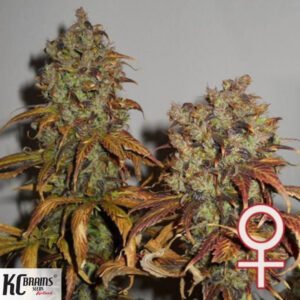 Mango - KC Brains Cannabissamen kaufen