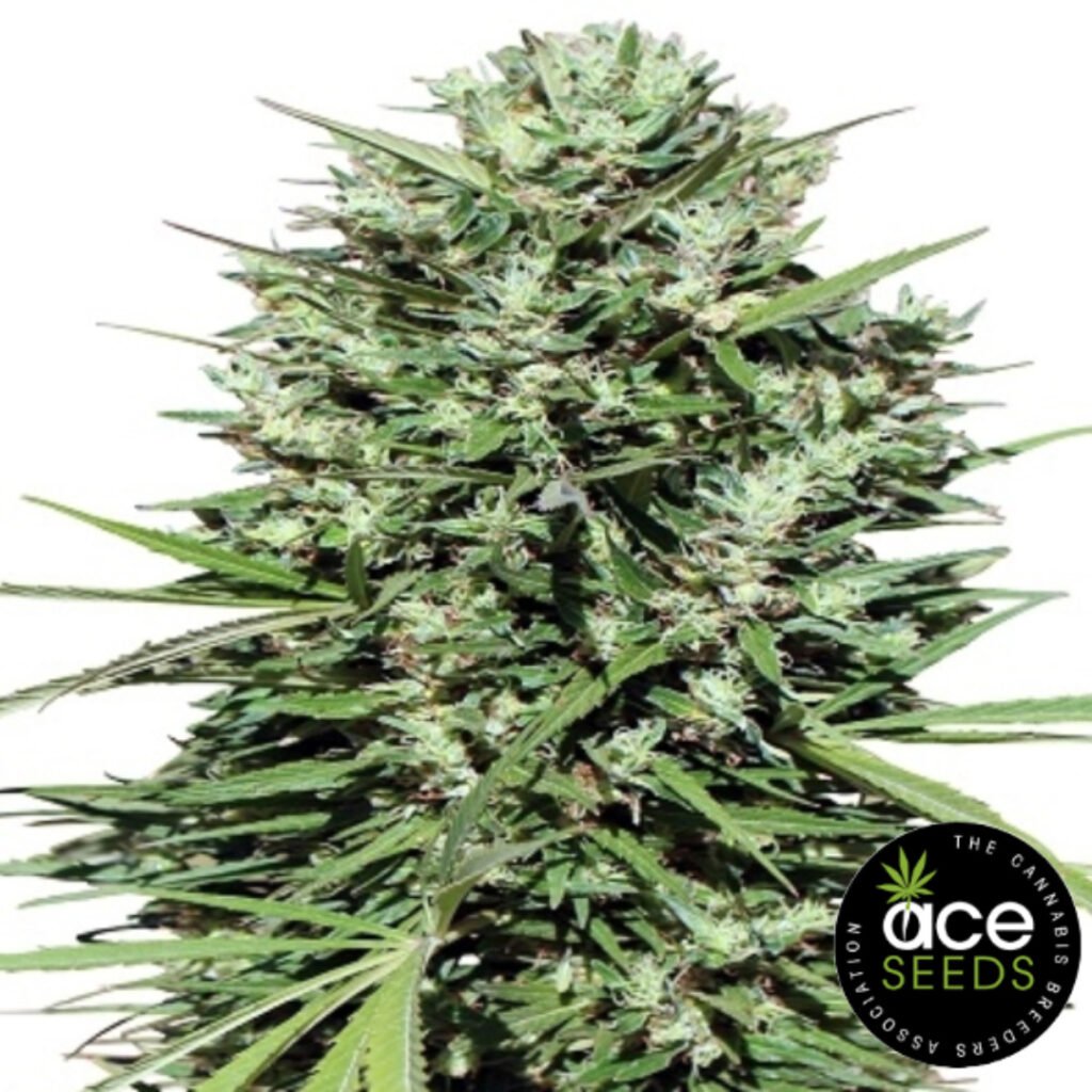 Marocco Beldia Kif Ace Seeds Cannabis Samen Produktbild