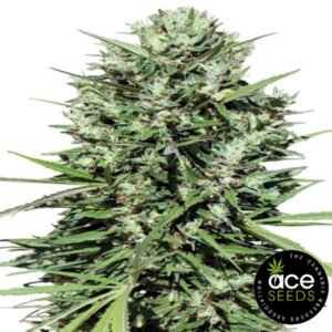 Marocco Beldia Kif Ace Seeds Cannabis Samen Produktbild