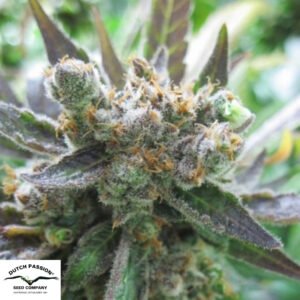 Master Kush - Dutch Passion Cannabissamen kaufen
