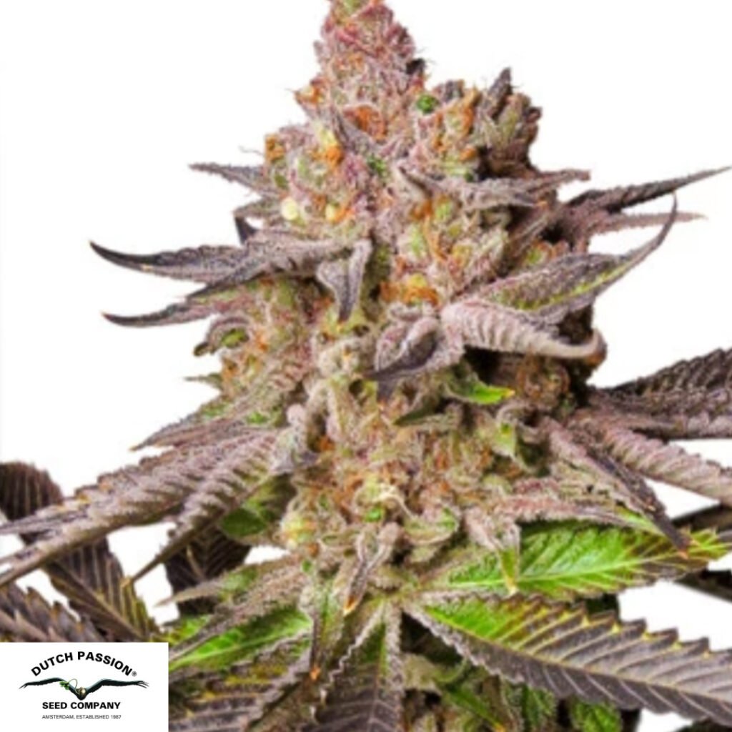 Melonade Runtz - Dutch Passion Cannabissamen kaufen