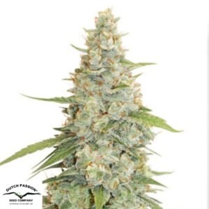 Meringue - Dutch Passion Cannabissamen kaufen