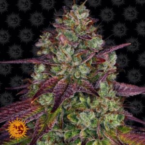 Mimosa EVO - Barneys Farm Cannabissamen kaufen