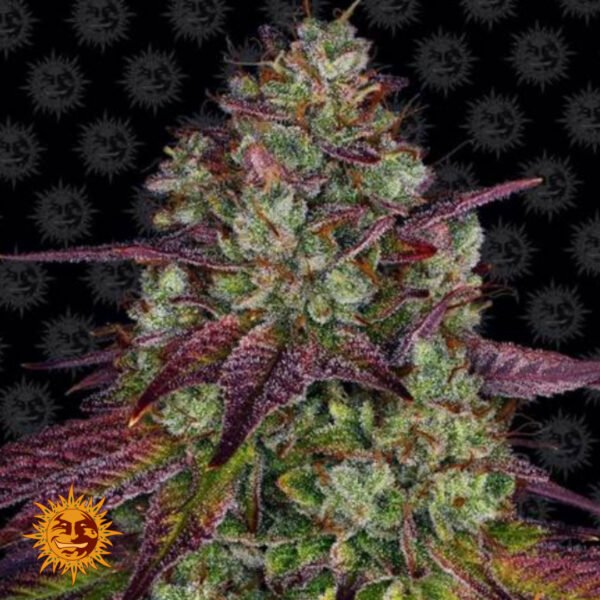 Mimosa EVO - Barneys Farm Cannabissamen kaufen
