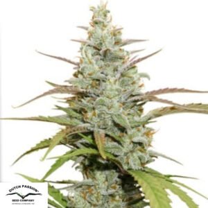 Mokum's Tulip - Dutch Passion Cannabissamen kaufen