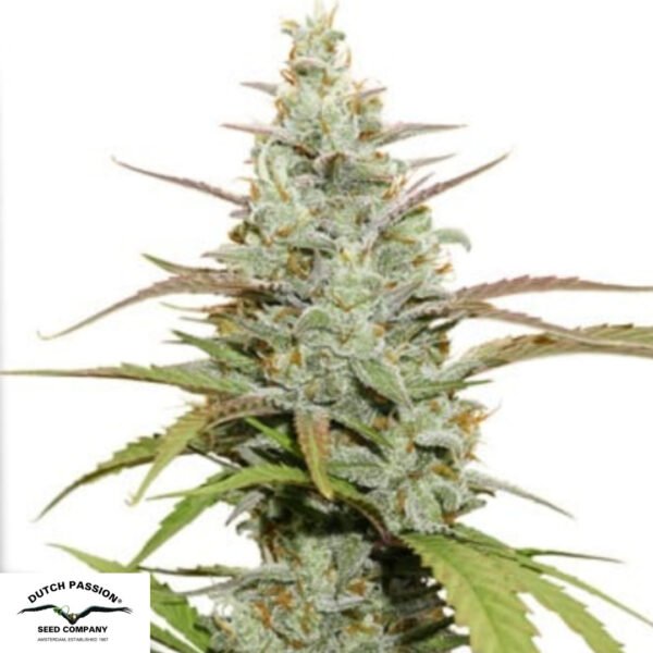 Mokum's Tulip - Dutch Passion Cannabissamen kaufen