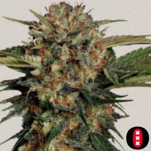 Motavation - Serious Seeds Cannabis Samen Produktbild