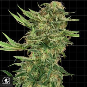 N13 Kush - Sensi Seeds Research Cannabissamen kaufen