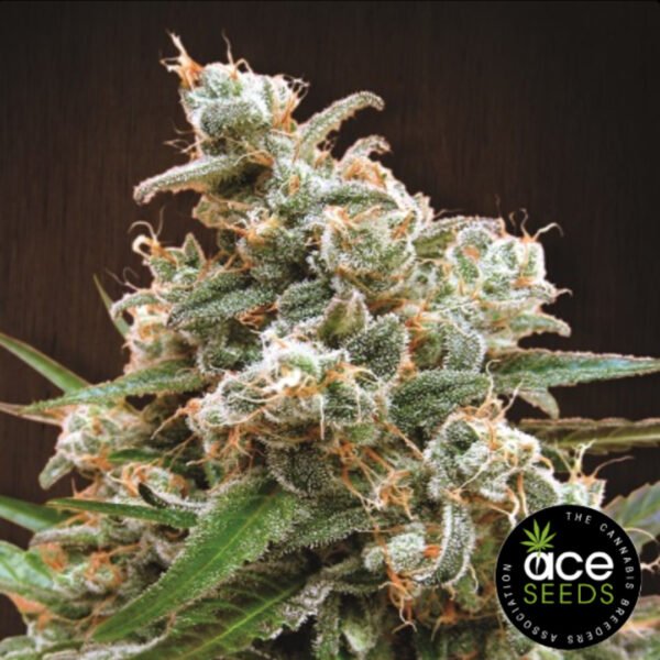 Nepal Jam Ace Seeds Cannabis Samen Produktbild