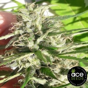 New Caledonia Ace Seeds Cannabis Samen Produktbild