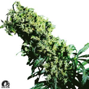 Northern Lights #5 x Haze - Sensi Seeds Cannabissamen kaufen