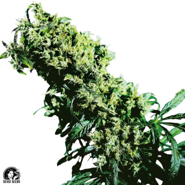 Northern Lights #5 x Haze - Sensi Seeds Cannabissamen kaufen