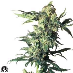 Northern Lights - Sensi Seeds Cannabissamen kaufen
