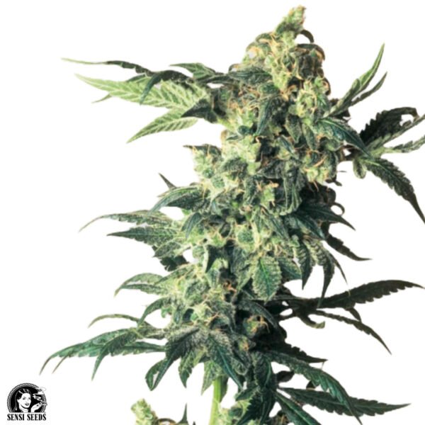 Northern Lights - Sensi Seeds Cannabissamen kaufen