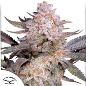 Orange Bud 2.0 - Dutch Passion Cannabissamen kaufen
