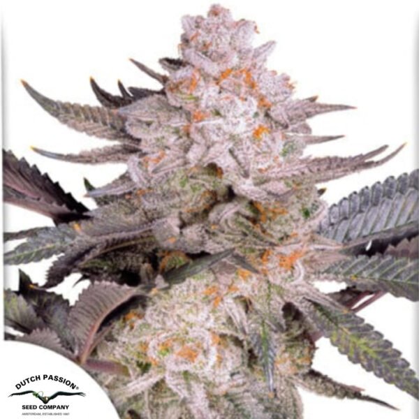 Orange Bud 2.0 - Dutch Passion Cannabissamen kaufen