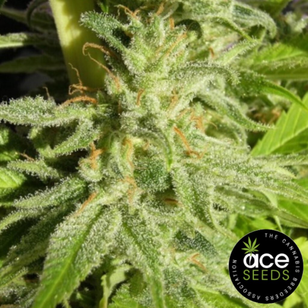 Orient Express Ace Seeds Cannabis Samen Produktbild