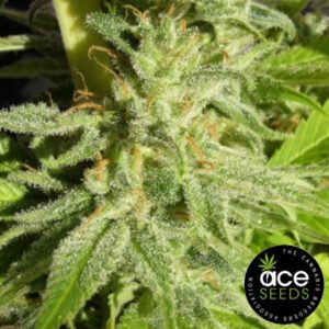 Orient Express Ace Seeds Cannabis Samen Produktbild