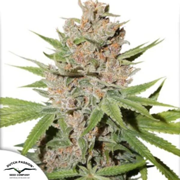 Passion Fruit - Dutch Passion Cannabissamen kaufen