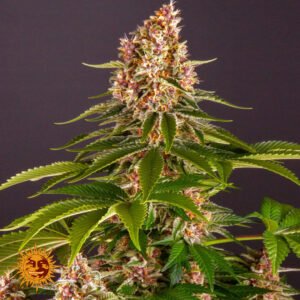 Pink Kush - Barneys Farm Cannabissamen kaufen