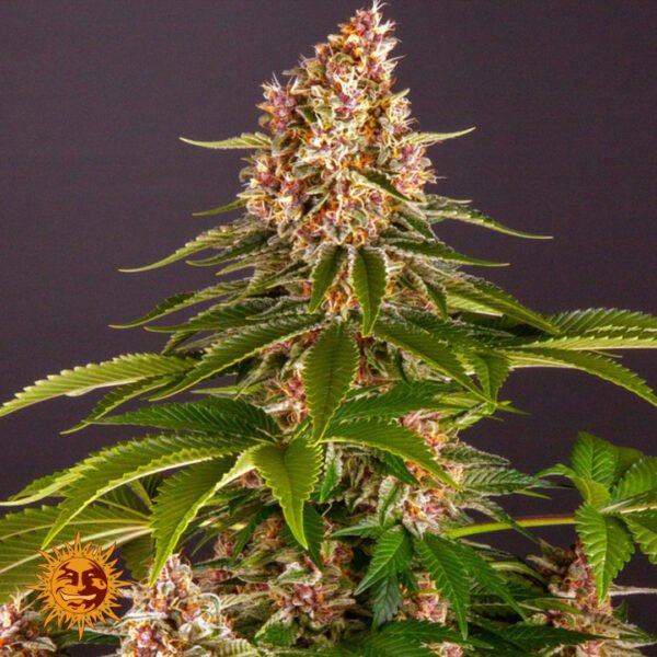 Pink Kush - Barneys Farm Cannabissamen kaufen